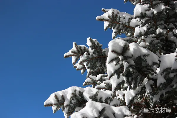 高清摄影 雪后的松树枝