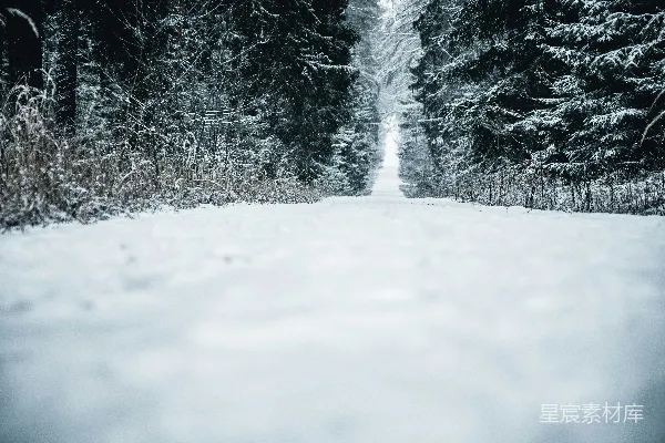 高清摄影 雪后的森林小径
