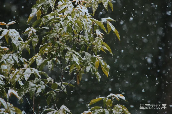 高清摄影 雪中绿植