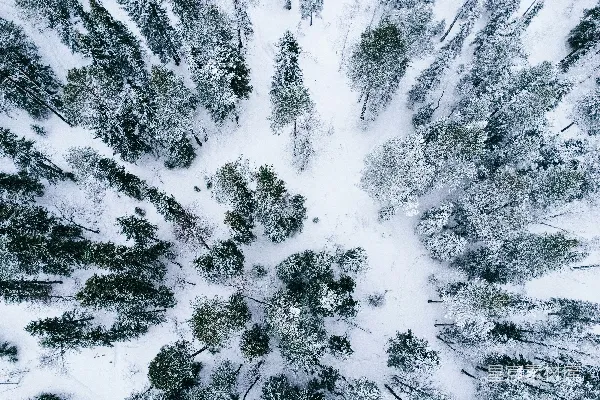 高清摄影 雪后的森林航拍