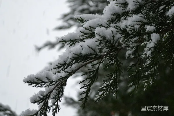 高清摄影 雪中的松枝