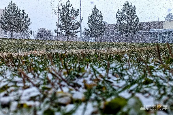 高清摄影 冬日雪景中的松树