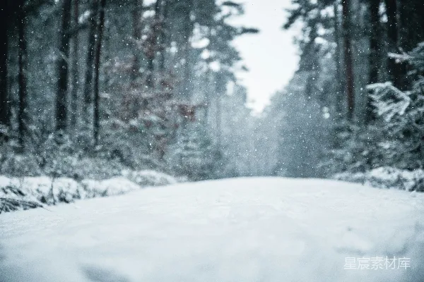 高清摄影 冬日森林的雪花