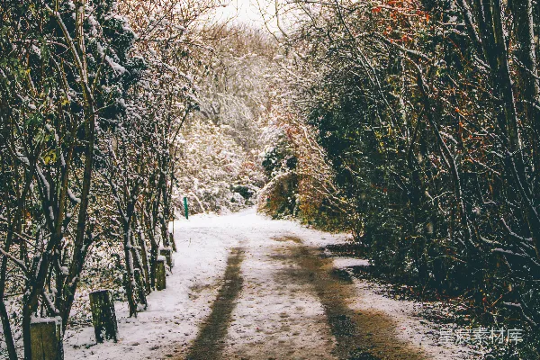 高清摄影 冬日雪景中的林间小道