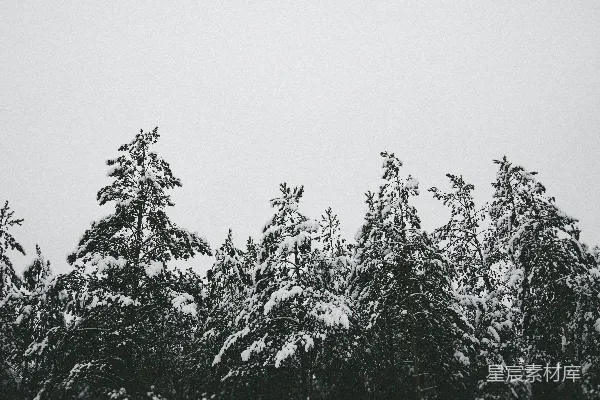 高清摄影 冬日雪景中的松树林