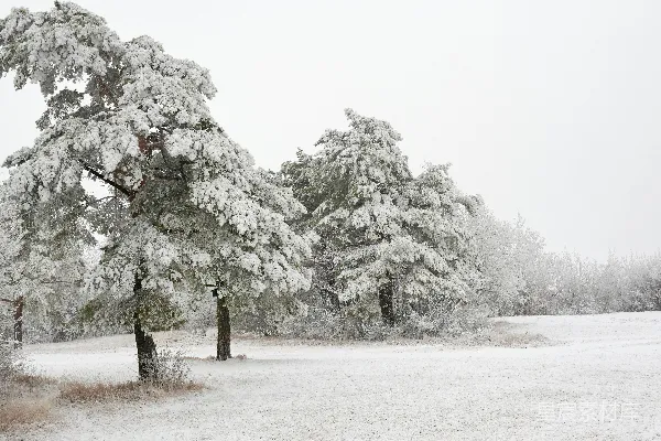 高清摄影 冬日雪景中的松树