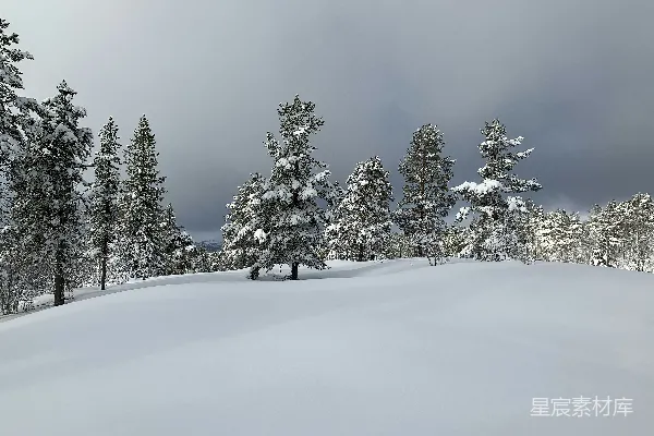 高清摄影 雪中的森林