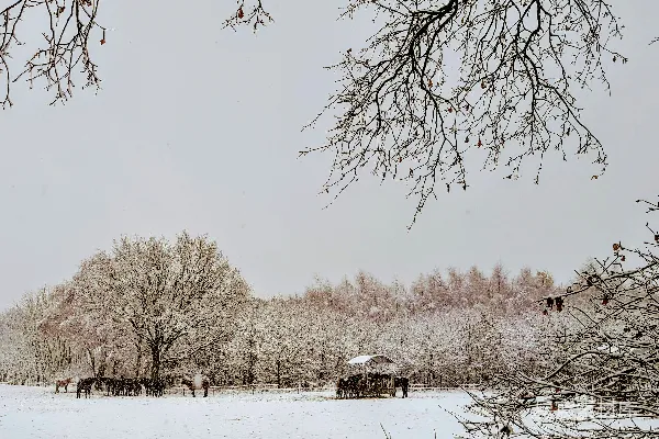 高清摄影 冬日雪景中的马群