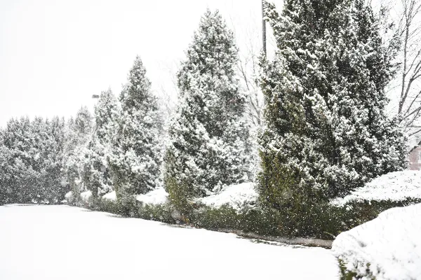高清摄影 冬日雪景中的松柏