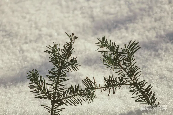 高清摄影 雪地中的松枝
