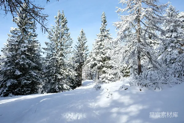 高清摄影 雪后的森林