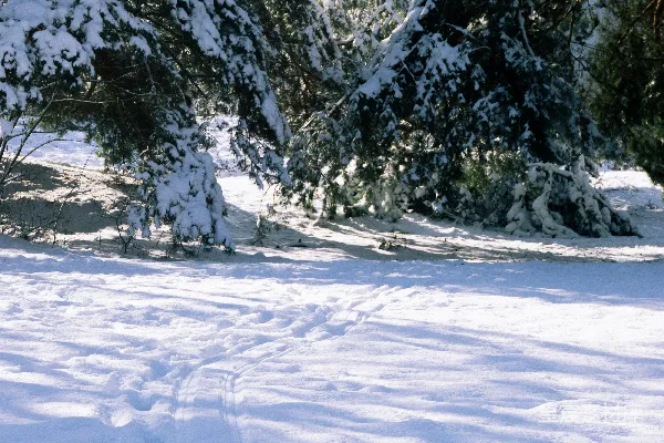 高清摄影 冬日雪景中的松树