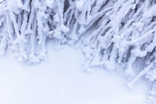高清摄影 雪覆盖的树枝