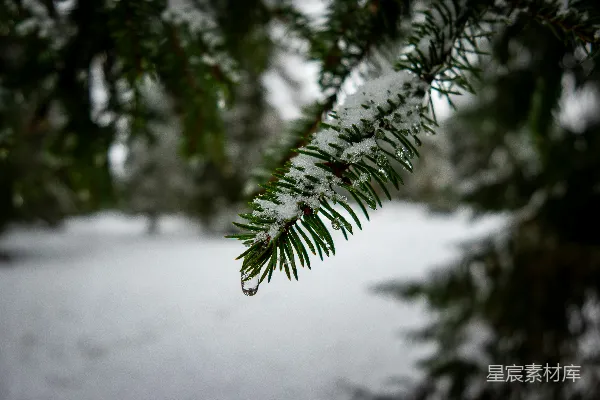 高清摄影 冬日松枝上的雪滴