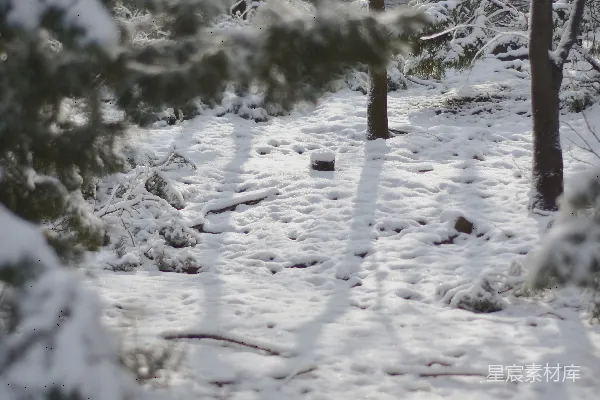 高清摄影 冬日雪景中的松树林