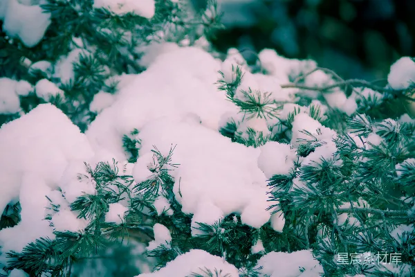 高清摄影 雪后的松树