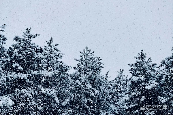 高清摄影 冬日雪景中的松树