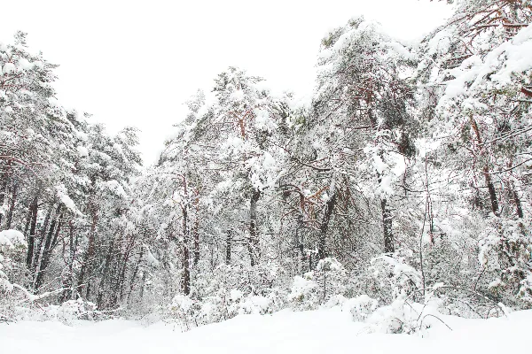 高清摄影 冬日雪景中的松树林