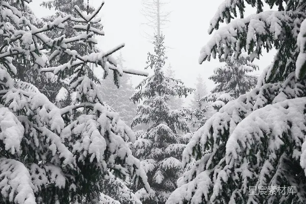 高清摄影 雪后的松林