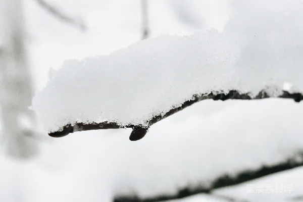 高清摄影 雪覆树枝