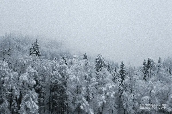高清摄影 雪后的静谧森林