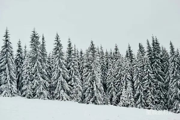 高清摄影 雪后的松树林