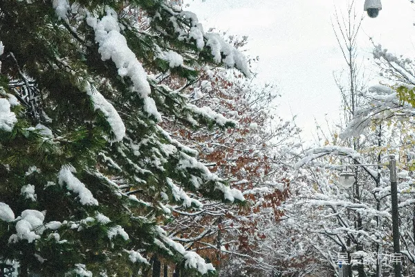 高清摄影 冬日雪景中的林荫道