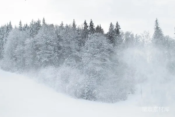 高清摄影 冬日雪景中的松树林