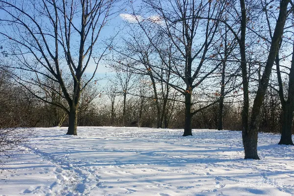 高清摄影 冬日雪地树影
