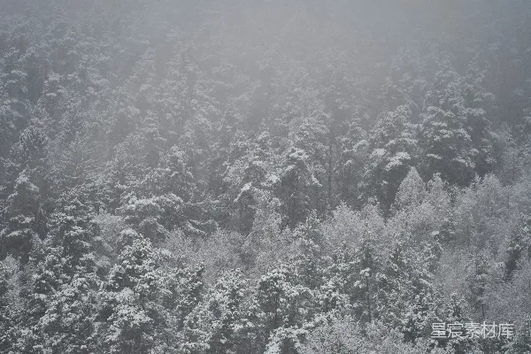 高清摄影 雪中的松树林