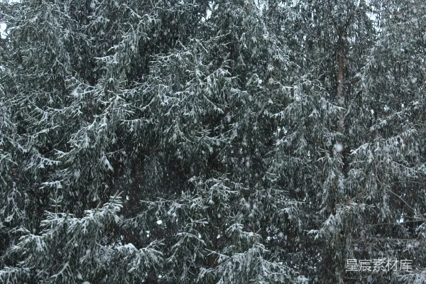 高清摄影 冬日松林雪景