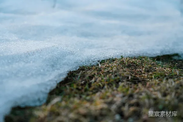 高清摄影 雪地中的绿色草地