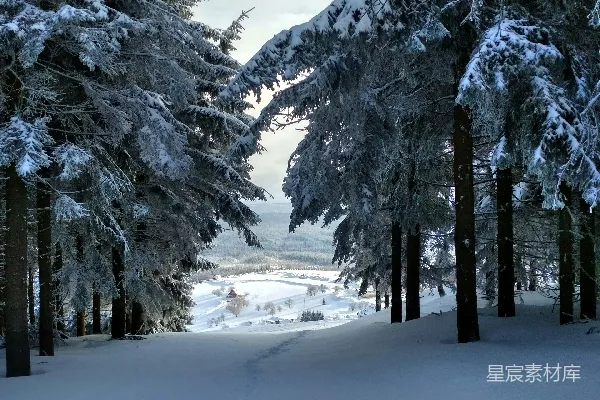 高清摄影 冬日森林雪景