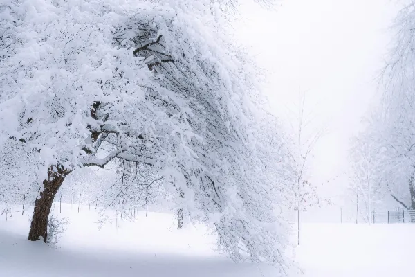 高清摄影 冬日雪景下的树