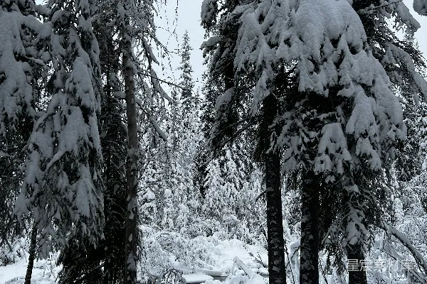 高清摄影 雪后的森林