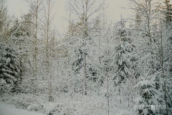 高清摄影 冬日雪景中的森林