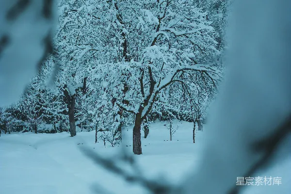 高清摄影 冬日雪景中的静谧森林