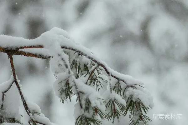高清摄影 雪中松枝