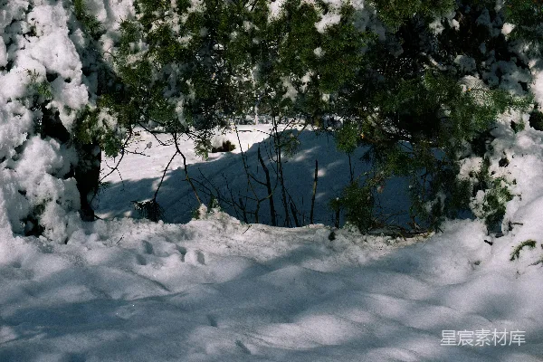 高清摄影 冬日松林雪景