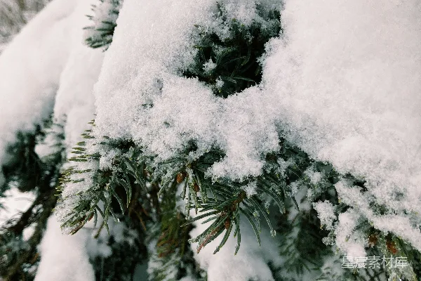 高清摄影 雪中的松枝