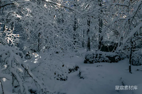 高清摄影 冬日雪景中的静谧森林
