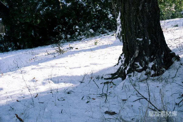 高清摄影 冬日雪地中的老树