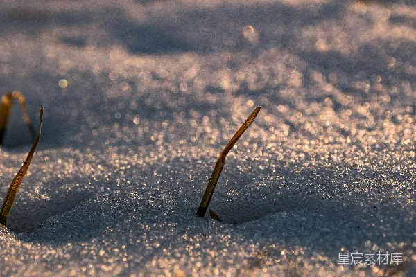 高清摄影 冬日晨曦下的雪地与草尖