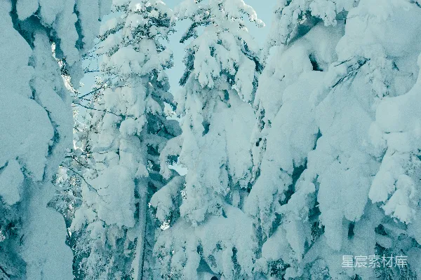 高清摄影 雪林中的孤独徒步者