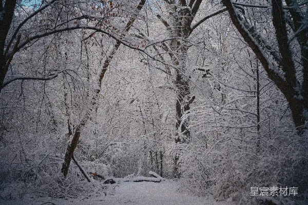 高清摄影 冬日雪景中的森林小径