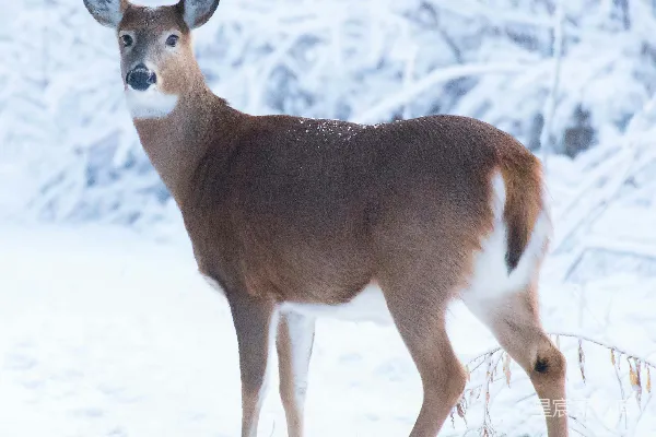 高清摄影 冬日雪地里的白尾鹿