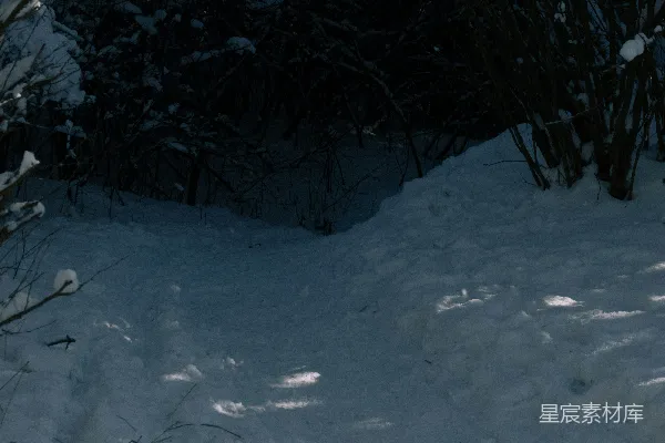 高清摄影 雪地中的光影