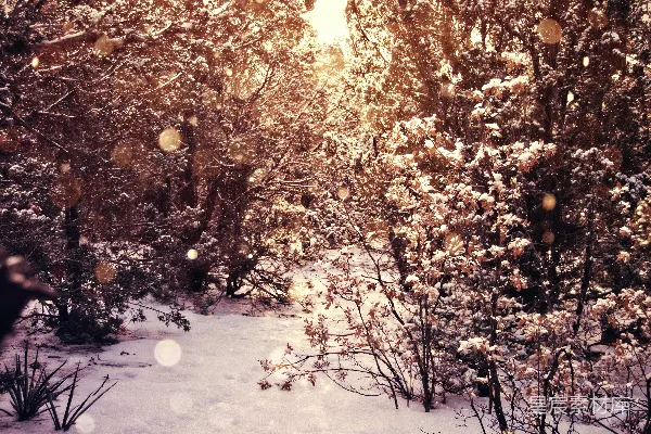高清摄影 冬日的雪景
