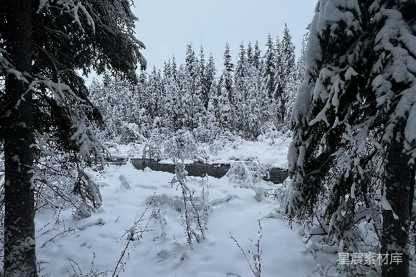 高清摄影 冬日雪林