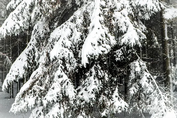 高清摄影 雪后松林